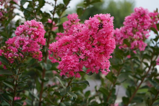 pink flowers in a garden