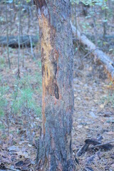 part of a sick one old brown pine with dry fallen bark in the forest