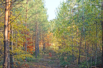 road among trees with colorful leaves in autumn forest in nature