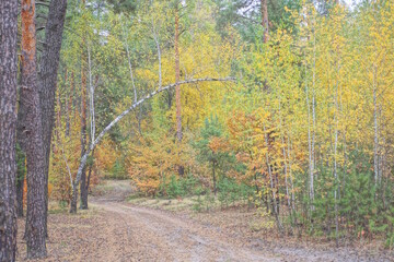 road among trees with colorful leaves in autumn forest in nature