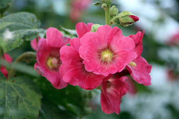 Obraz premium Close-up of mallow flowers. Exquisite garden flower.