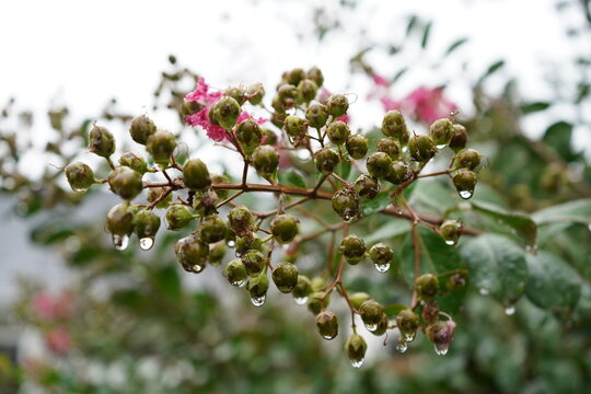 budding flowers