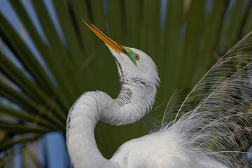 A nesting great egret in Florida 