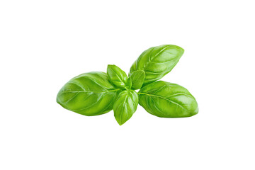 Fototapeta premium Fresh Basil Leaves Isolated on Black Background for Culinary and Aromatic Uses