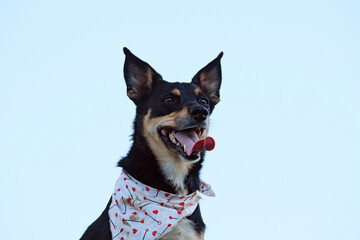Adopted pet dog face portrait isolated against blue background in bandana