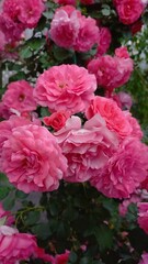 Vertical photo. Beautiful pink rose close-up. Exquisite flower.