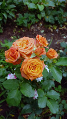Vertical photo. Yellow rose close-up. Exquisite flower.