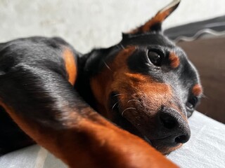 Portrait of the dog