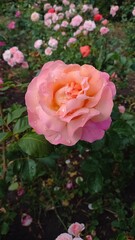 Vertical photo. Beautiful pink rose close-up. Exquisite flower.