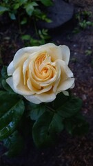 Vertical photo. White rose close-up. Exquisite flower.
