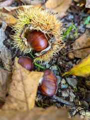 chestnut on the ground