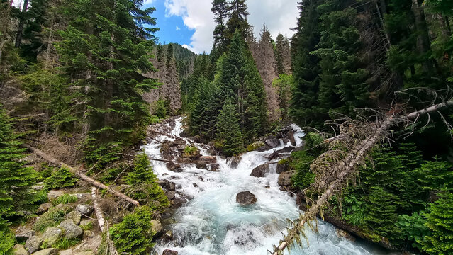 Mountain river. Water flow. River in coniferous forest. Teberda Nature Reserve, Karachayevo-Cherkesskaya Respublika, Russia/