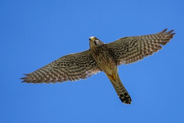 青空バックに悠然と飛ぶチョウゲンボウ幼鳥