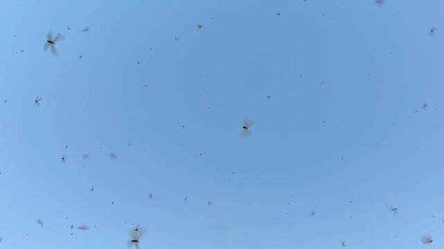 hundreds of thousands of Macrotermes gilvus flying after the rain poured down