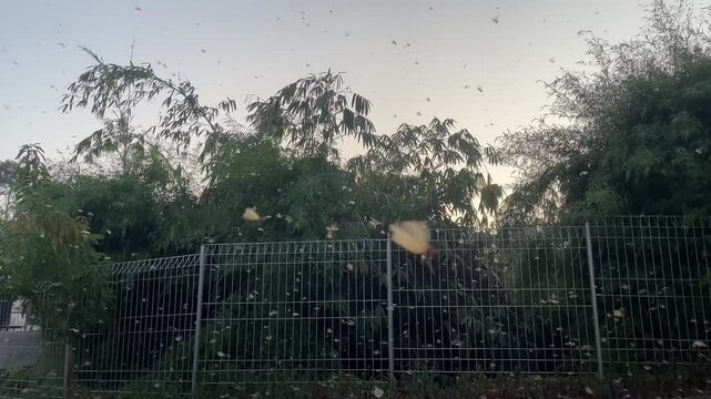 hundreds of thousands of Macrotermes gilvus flying after the rain poured down