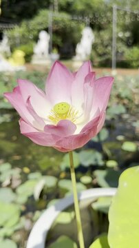 Close-up of a pink lotus flower blooming in a pond, illuminated by sunlight, showcasing vibrant petals and seed pod.