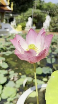 Close-up of a pink lotus flower blooming in a pond, illuminated by sunlight, showcasing vibrant petals and seed pod.