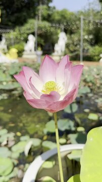 Close-up of a pink lotus flower blooming in a pond, illuminated by sunlight, showcasing vibrant petals and seed pod.