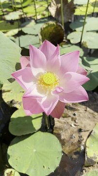 Close-up of a pink lotus flower blooming in a pond, illuminated by sunlight, showcasing vibrant petals and seed pod.