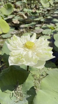 Close-up of a white lotus flower with delicate petals and central seed pod, basking in sunlight over green leaves.