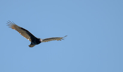 Fototapeta premium Closeup of a turkey vulture in flight.