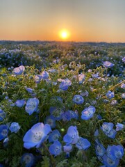ネモフィラと夕日