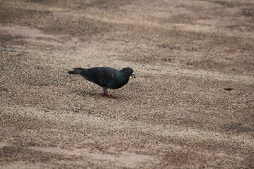 Image of pigeons searching for food on Daecheongcheon Trail