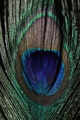 Obraz premium Beautiful peacock feather as background, macro view