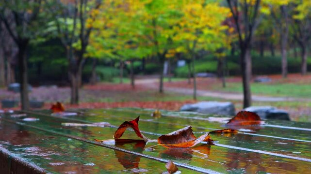 Leaves are falling on the picnic table and autumn rain is falling.피크닉 테이블위로 낙엽이 떨어져있고 가을비도 내립니다.