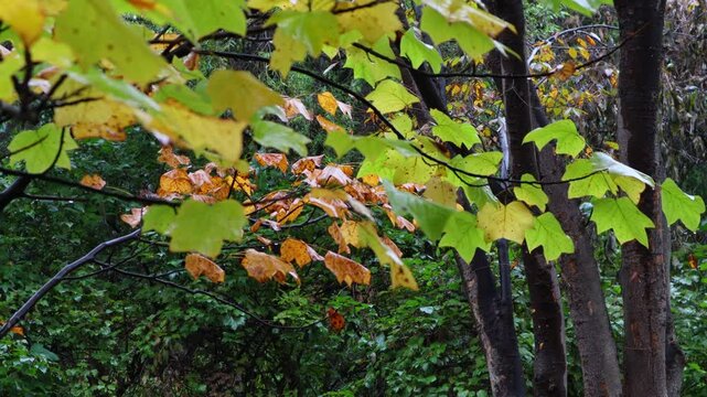 The leaves in the autumn forest are wet with rain.가을숲속 나뭇잎들이 비에 젖어있습니다.