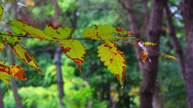 The leaves in the autumn forest are wet with rain.가을숲속 나뭇잎들이 비에 젖어있습니다.
