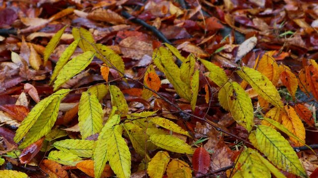 The leaves in the autumn forest are wet with rain.가을숲속 나뭇잎들이 비에 젖어있습니다.