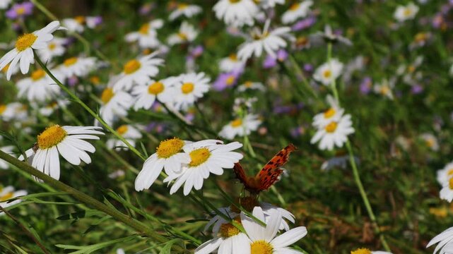 A butterfly flaps its wings over a field of daisies blooming in the meadow.초원에 피어있는 데이지 꽃밭에 나비가 날개짓을 합니다.
