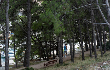 Young man jogging along forest trail by the seaside surrounded by tall pine trees on acalm evening. Concept of active lifestyle, outdoor fitness, and peaceful nature.