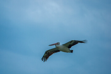 Obraz premium Edith Lacey Park is a park and is located in New South Wales, Australia.