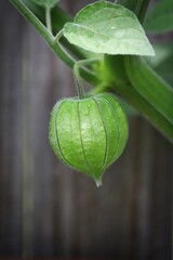 A close up shot of a young Cape Gooseberry fruit in natural light.