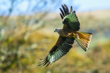 Red Kite, Milvus milvus, bird in flight