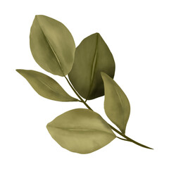 Green Leaf Illustration