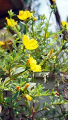 bunga krokot or oleracea portulaca flower