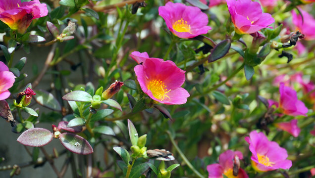 bunga krokot or oleracea portulaca flower