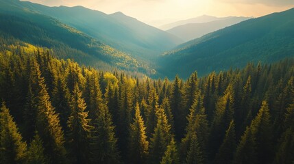 Obraz premium Aerial View of a Mountain Forest at Sunset