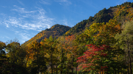Fototapeta premium 色づき始めた紅葉の樹々