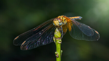 Dragonfly sitting on a twig with spread wings in nature.