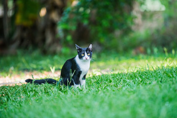 Black and white cat sitting in green grass.