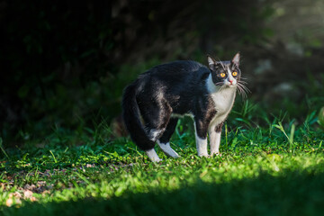 Black and white cat standing on green grass in the sunlight.