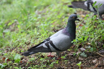 Obraz premium Image of pigeons searching for food on the Daecheongcheon trail
