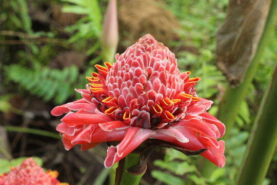 Kecombrang flower or Etlingera elatior, tropical flower