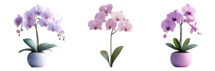 Obraz premium Elegant orchid flowers in decorative pots