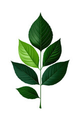 Fototapeta premium Green leaves on a stem, isolated on a white background.