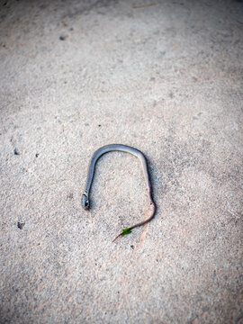 Baby Common Rat Snake Lay Dead